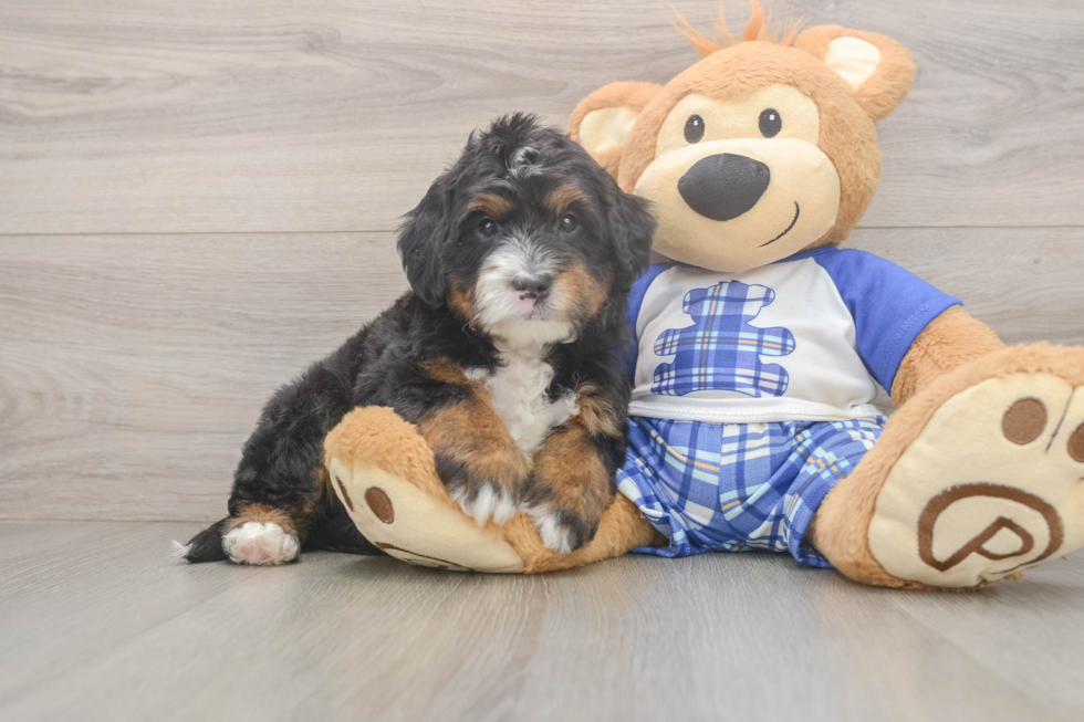 Best Mini Bernedoodle Baby