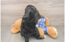 Fluffy Mini Bernedoodle Poodle Mix Pup