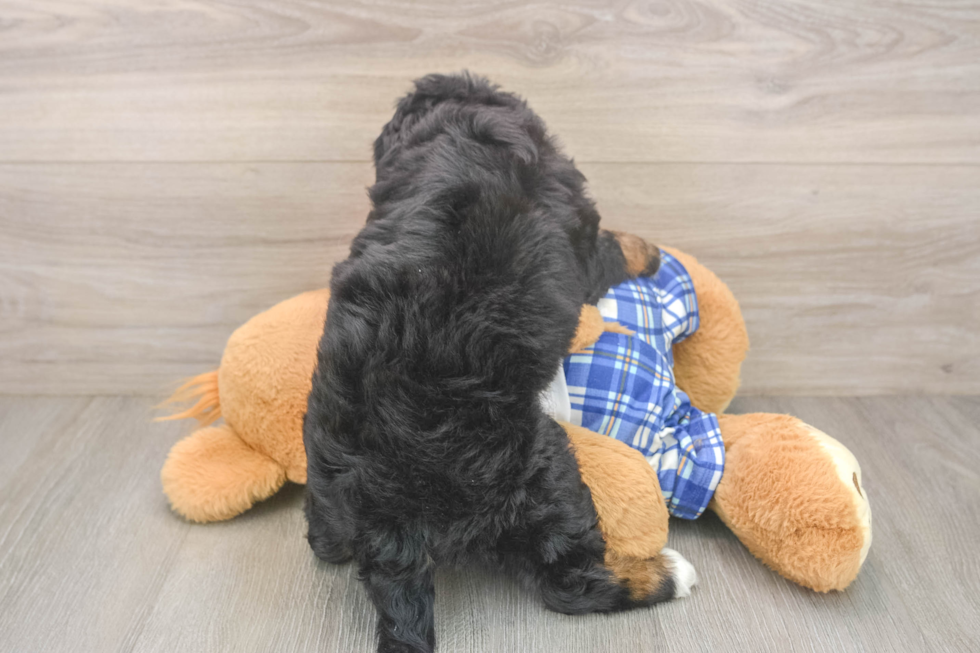 Fluffy Mini Bernedoodle Poodle Mix Pup