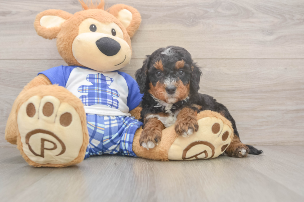 5 week old Mini Bernedoodle Puppy For Sale - Premier Pups