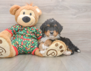 7 week old Mini Bernedoodle Puppy For Sale - Premier Pups