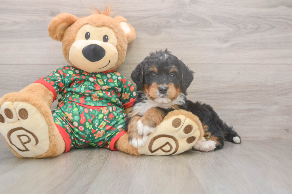 6 week old Mini Bernedoodle Puppy For Sale - Premier Pups