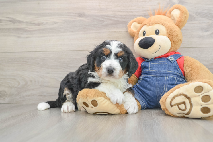 Best Mini Bernedoodle Baby