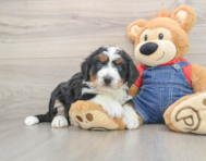 6 week old Mini Bernedoodle Puppy For Sale - Premier Pups