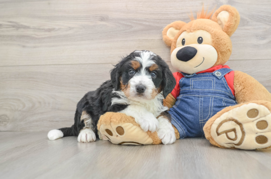 Best Mini Bernedoodle Baby