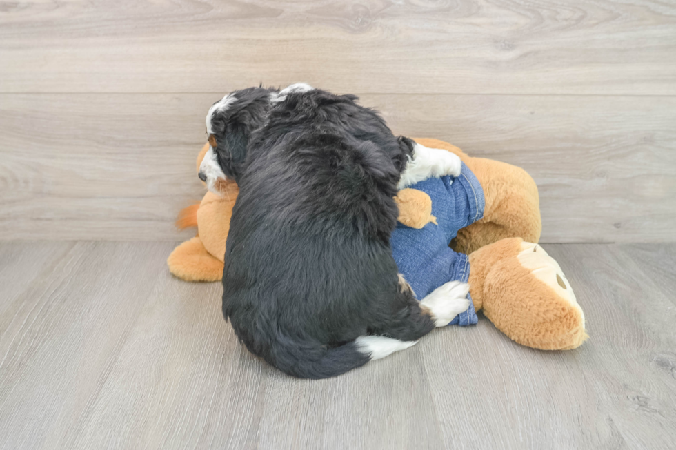 Mini Bernedoodle Puppy for Adoption