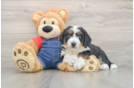 Best Mini Bernedoodle Baby