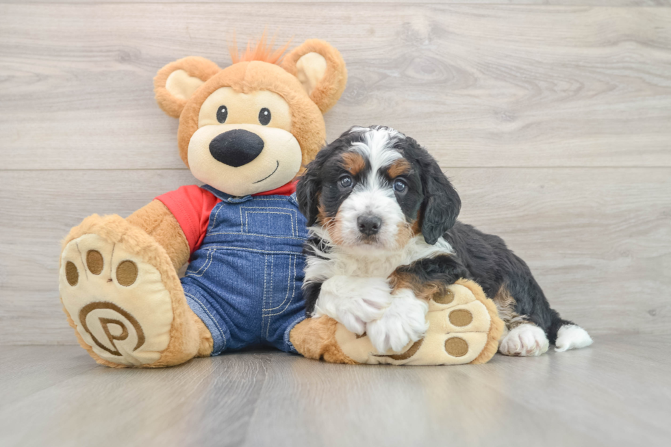 Best Mini Bernedoodle Baby