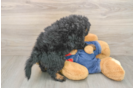 Adorable Mini Bernadoodle Poodle Mix Puppy