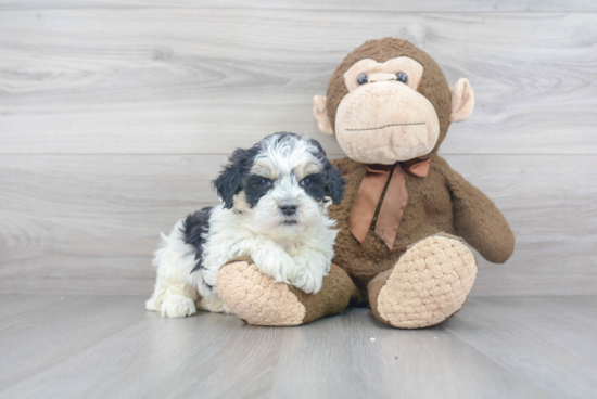 Cute Mini Bernedoodle Baby