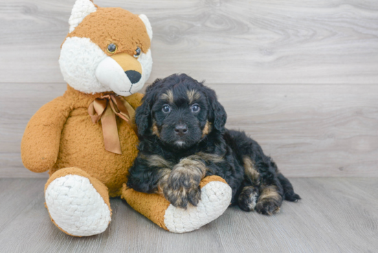 Popular Mini Bernedoodle Poodle Mix Pup