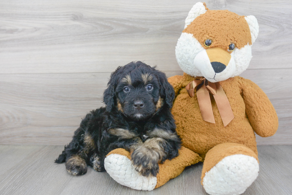 Mini Bernedoodle Puppy for Adoption