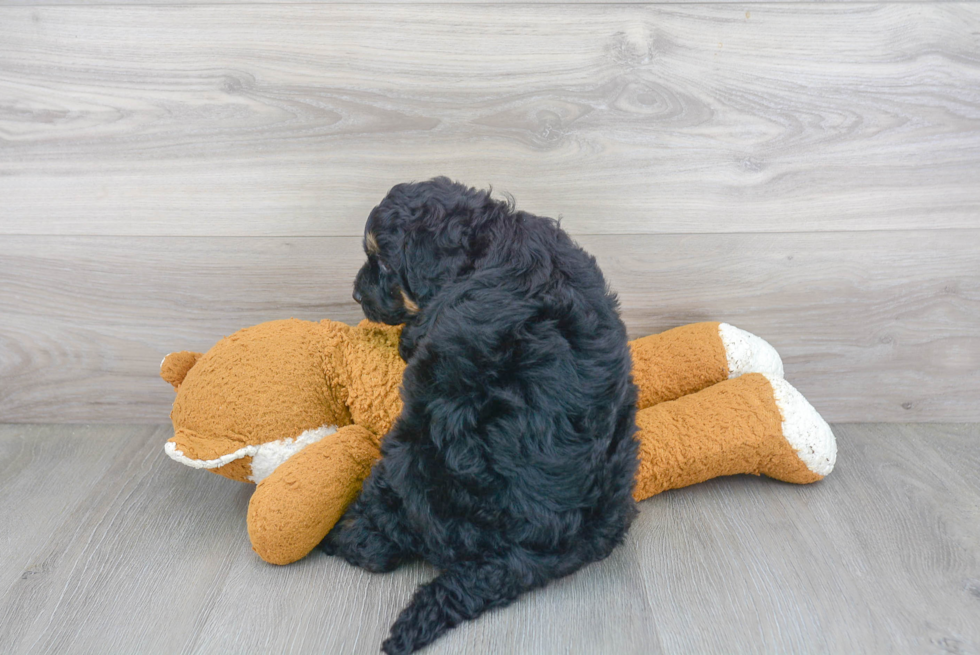 Mini Bernedoodle Pup Being Cute