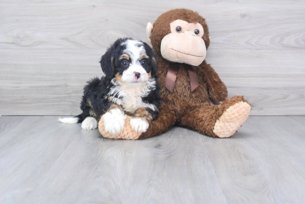 Cute Mini Bernedoodle Baby