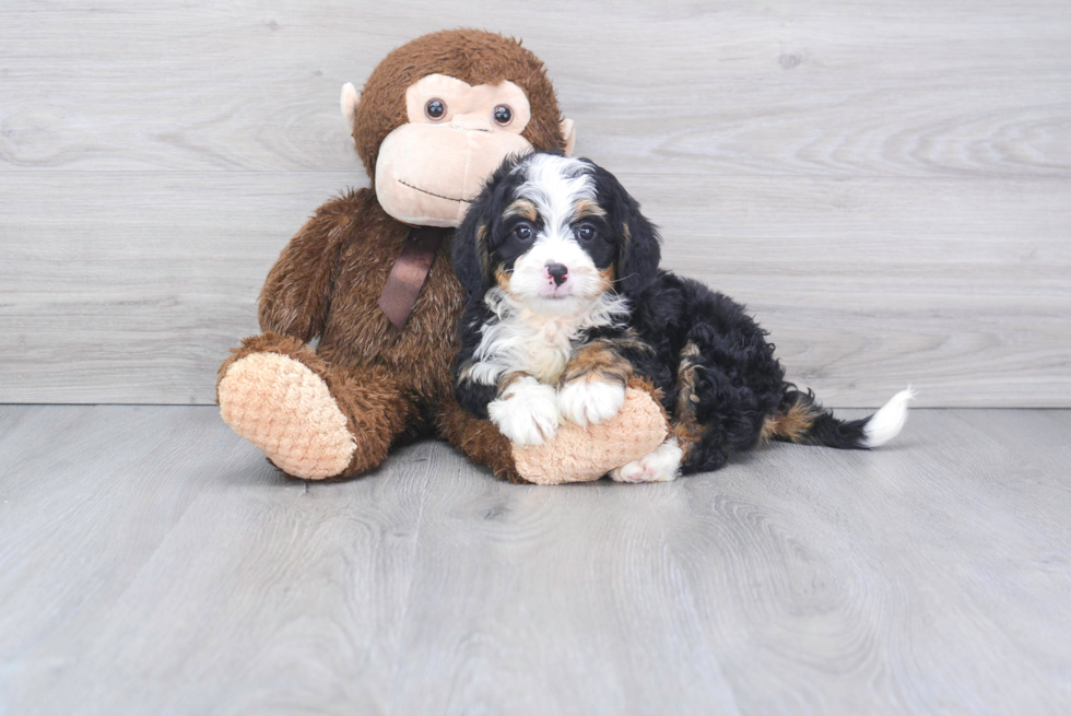 Mini Bernedoodle Pup Being Cute