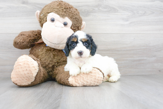 Best Mini Bernedoodle Baby