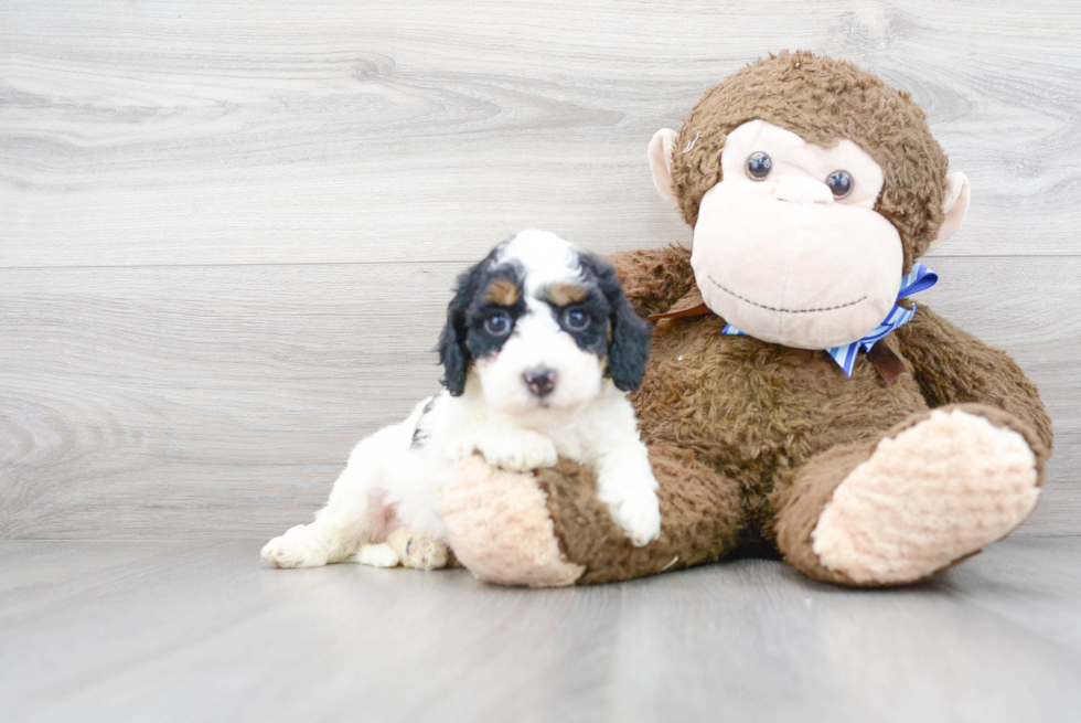 Mini Bernedoodle Puppy for Adoption