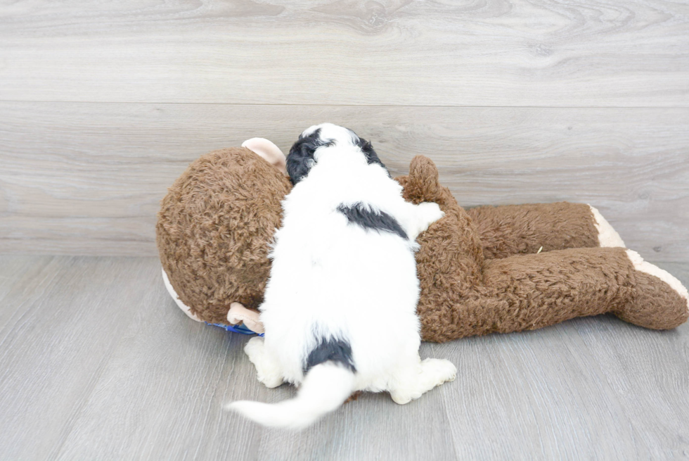 Playful Mini Berniedoodle Poodle Mix Puppy