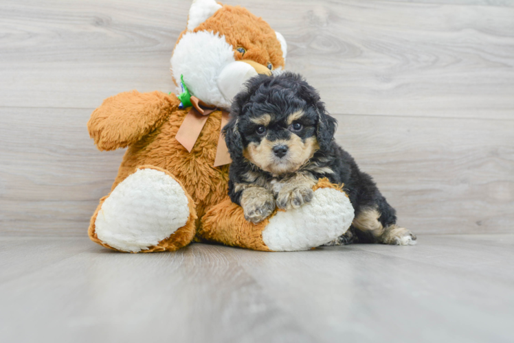 Friendly Mini Bernedoodle Baby