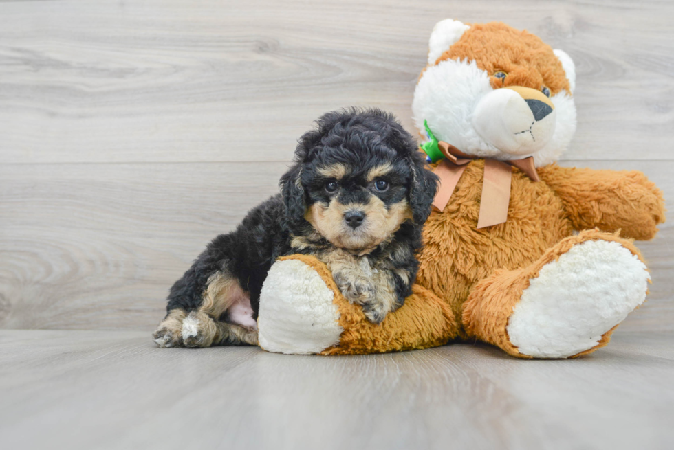 Energetic Bernadoodle Poodle Mix Puppy