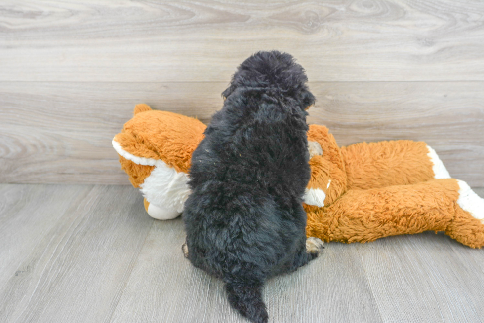 Petite Mini Bernedoodle Poodle Mix Pup