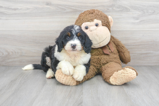 Smart Mini Bernedoodle Poodle Mix Pup