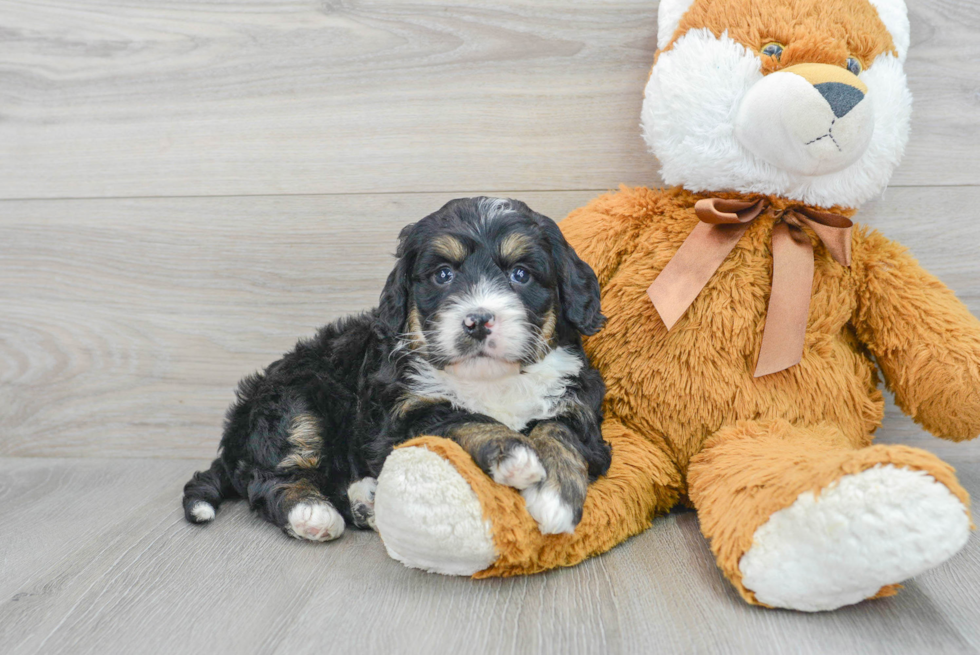 Happy Mini Bernedoodle Baby