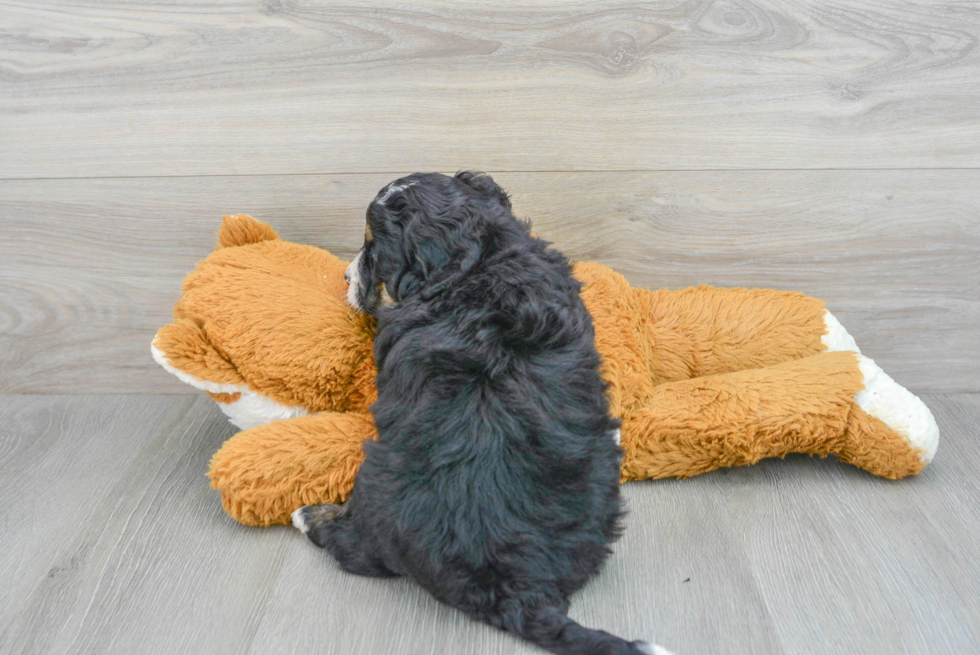 Cute Mini Bernedoodle Baby