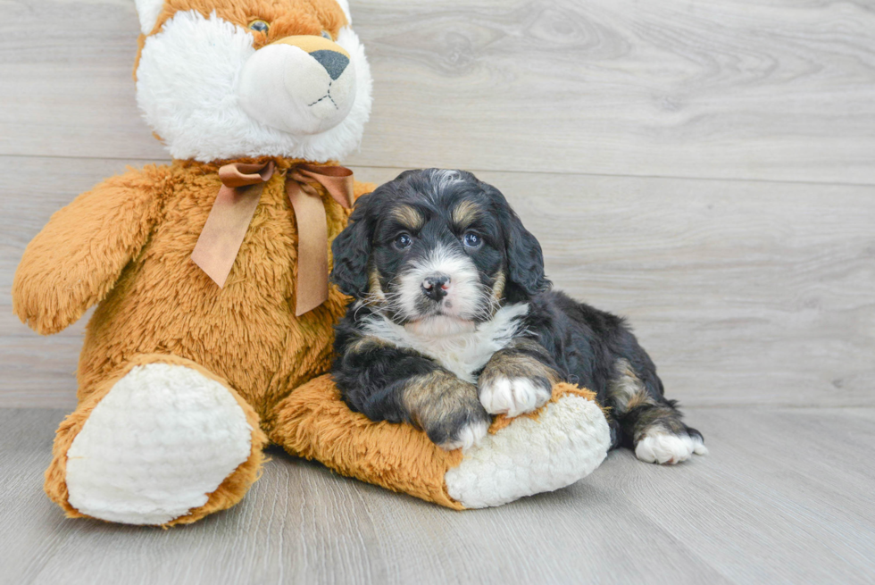 Mini Bernedoodle Puppy for Adoption