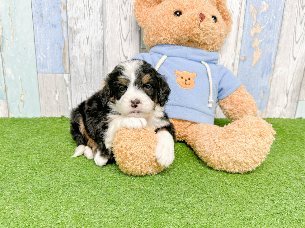 Mini Bernedoodle Puppy for Adoption