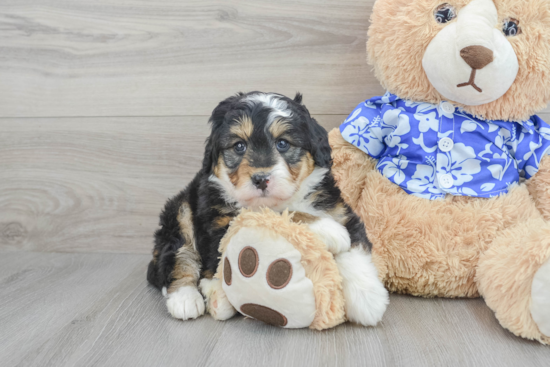 Mini Bernedoodle Puppy for Adoption