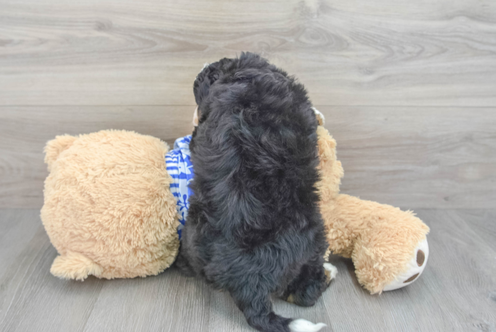 Playful Bernadoodle Poodle Mix Puppy