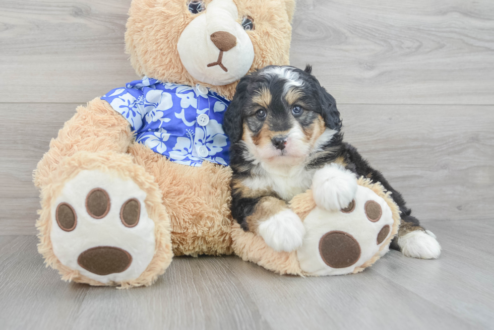 Sweet Mini Bernedoodle Baby