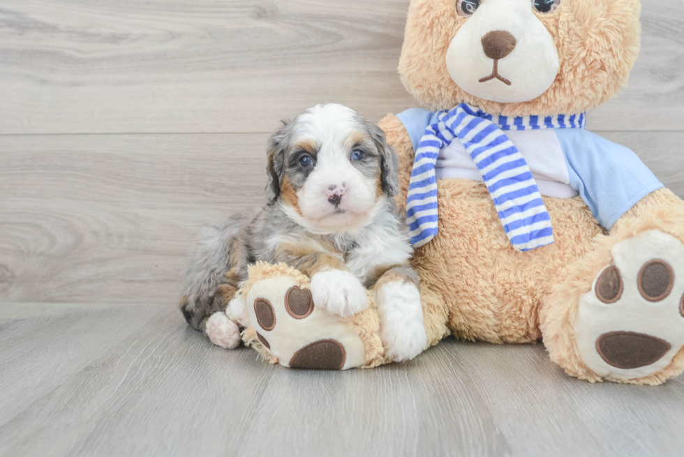 Happy Mini Bernedoodle Baby