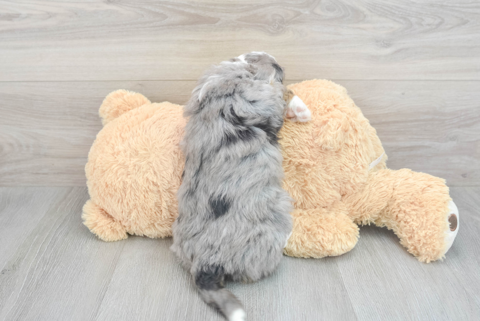 Cute Mini Bernedoodle Baby