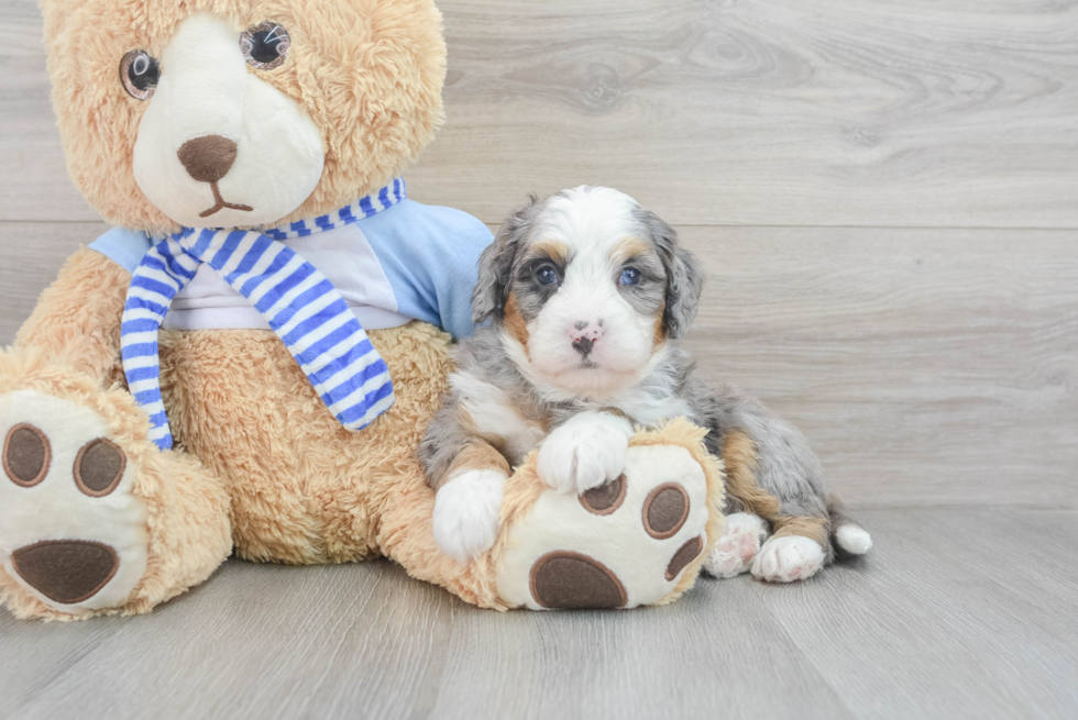 Hypoallergenic Mini Berniedoodle Poodle Mix Puppy