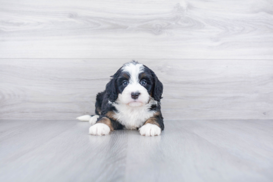 Cute Mini Bernedoodle Baby