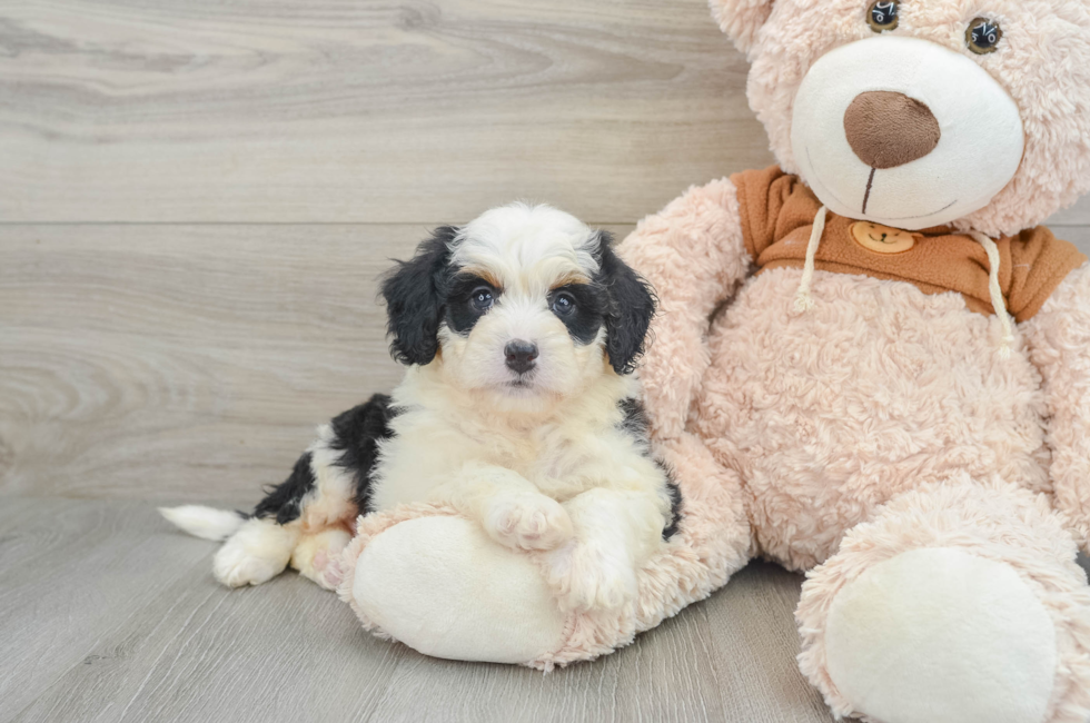 8 week old Mini Bernedoodle Puppy For Sale - Premier Pups