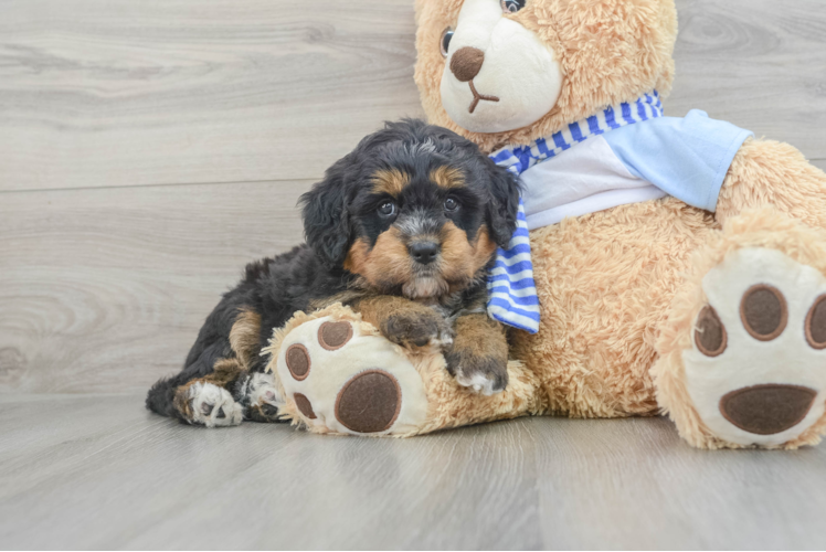 Mini Bernedoodle Pup Being Cute