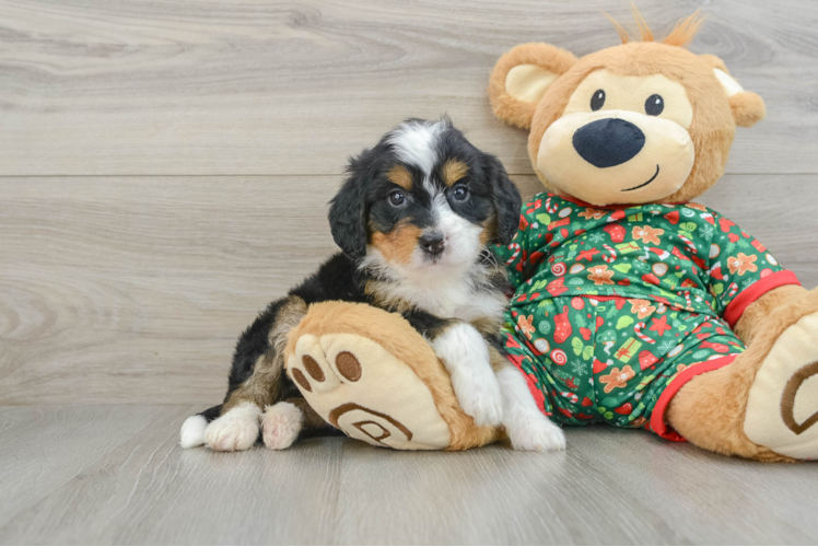 Cute Mini Bernedoodle Baby