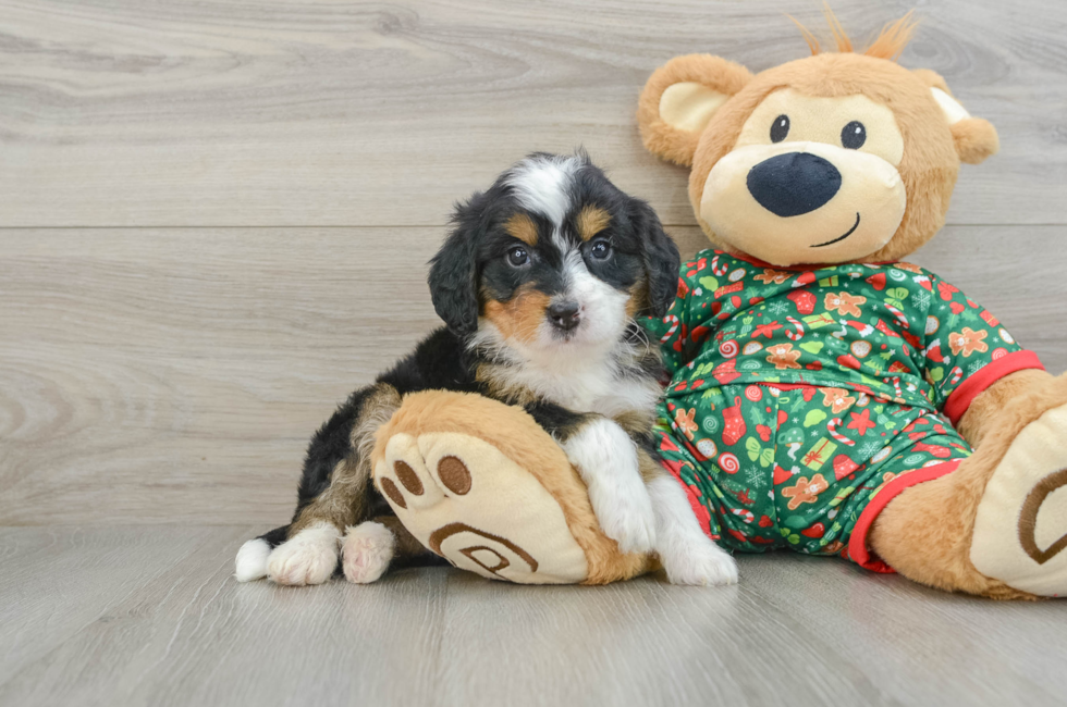 5 week old Mini Bernedoodle Puppy For Sale - Premier Pups