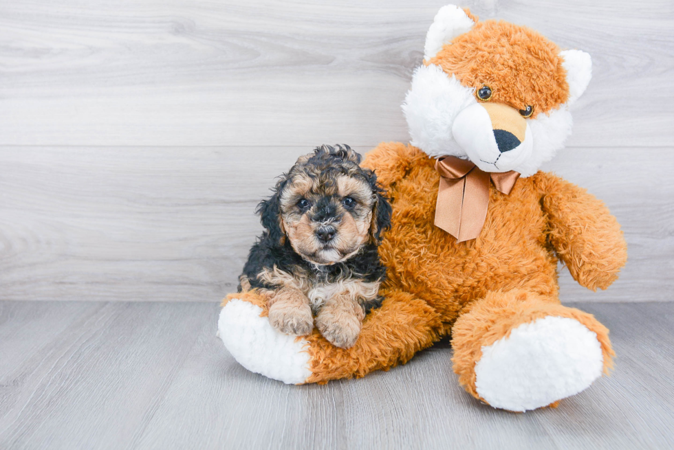 Mini Bernedoodle Pup Being Cute