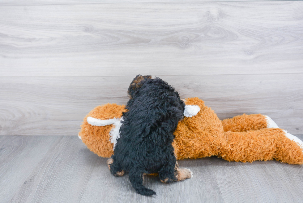 Happy Mini Bernedoodle Baby