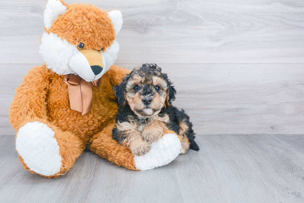 Friendly Mini Bernedoodle Baby