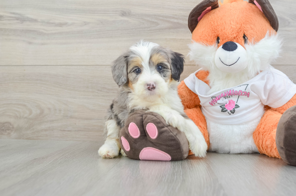 5 week old Mini Bernedoodle Puppy For Sale - Premier Pups