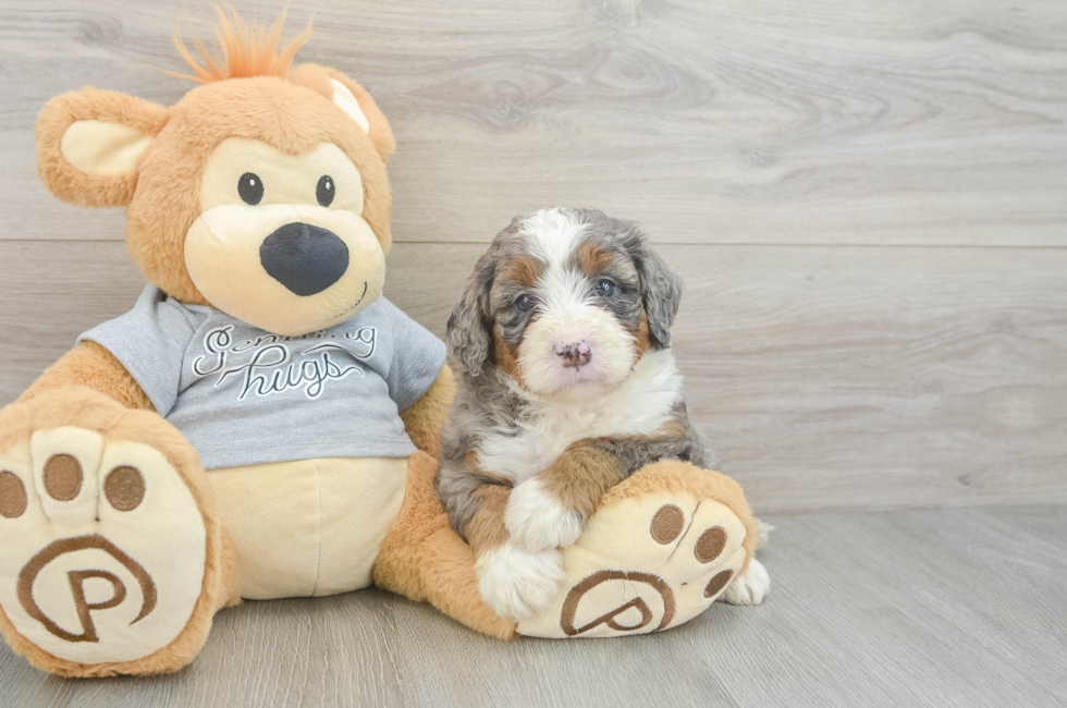 5 week old Mini Bernedoodle Puppy For Sale - Premier Pups
