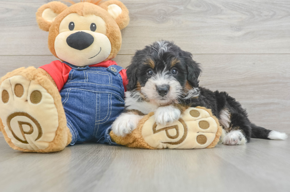6 week old Mini Bernedoodle Puppy For Sale - Premier Pups