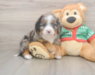 6 week old Mini Bernedoodle Puppy For Sale - Premier Pups