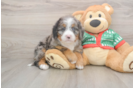 Popular Mini Bernedoodle Poodle Mix Pup
