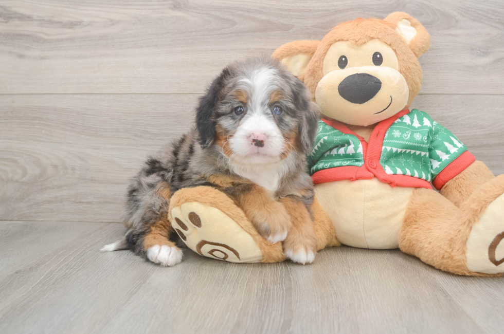 5 week old Mini Bernedoodle Puppy For Sale - Premier Pups